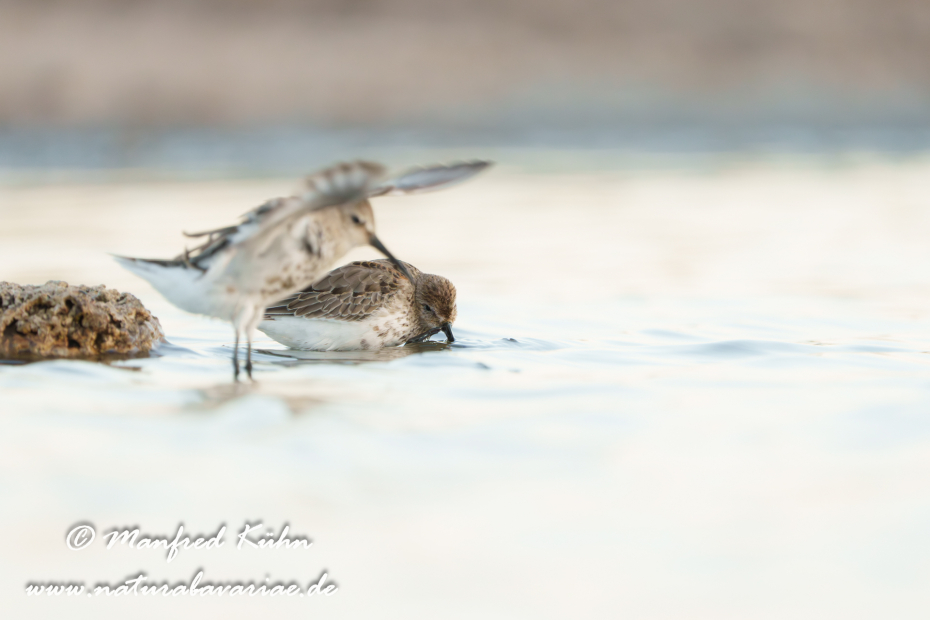 Strandläufer (Alpen-)_0186