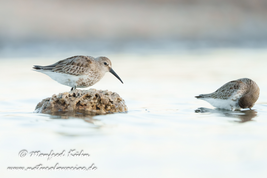 Strandläufer (Alpen-)_0187