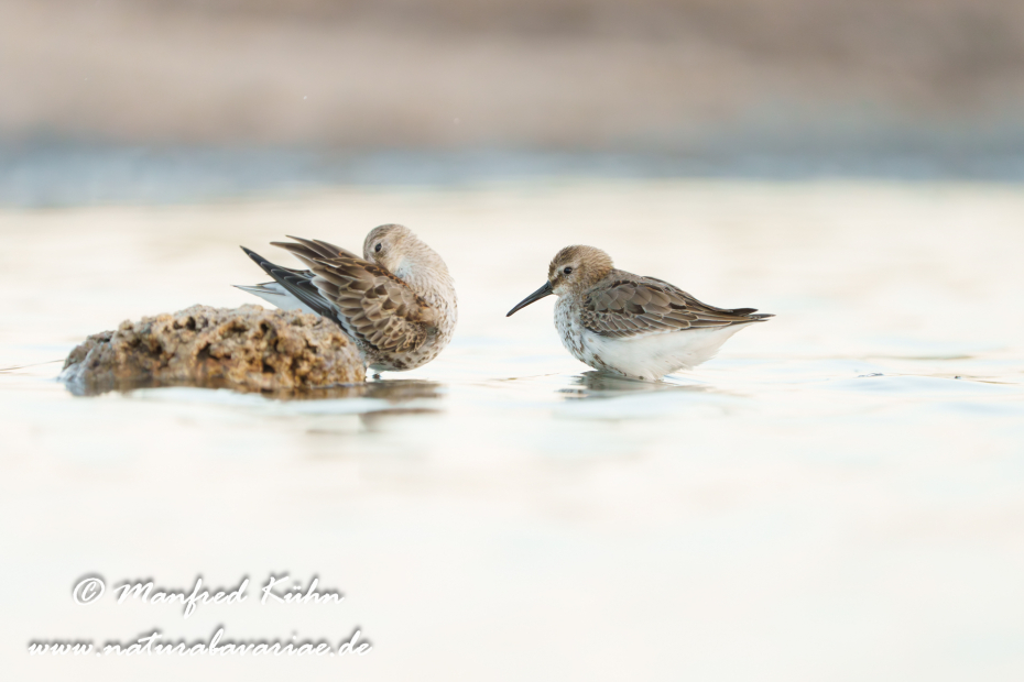 Strandläufer (Alpen-)_0189