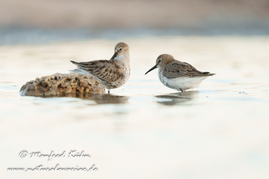 Strandläufer (Alpen-)_0190