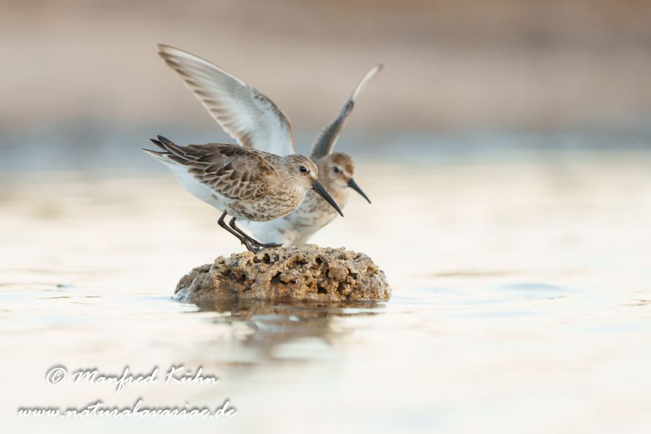 Strandläufer (Alpen-)_0191