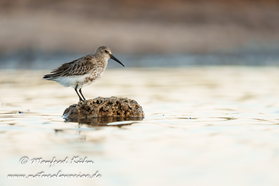 Strandläufer (Alpen-)_0192