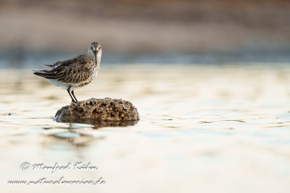 Strandläufer (Alpen-)_0193