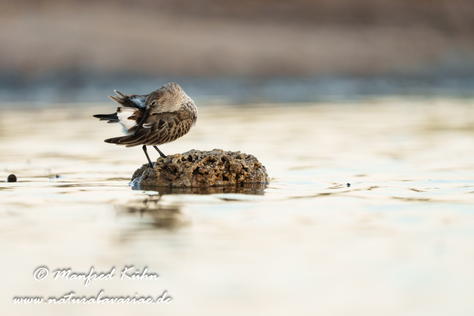 Strandläufer (Alpen-)_0194