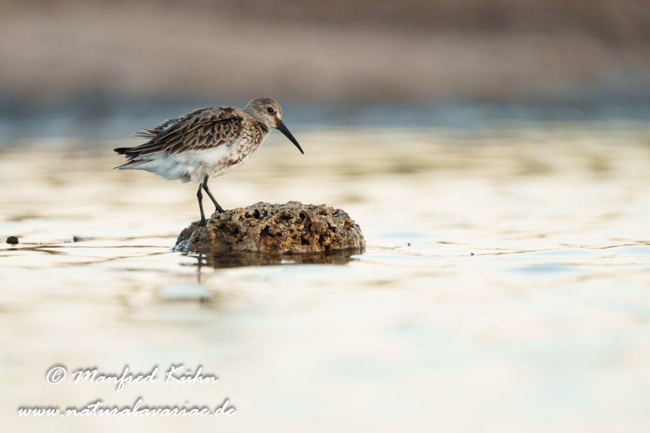 Strandläufer (Alpen-)_0196