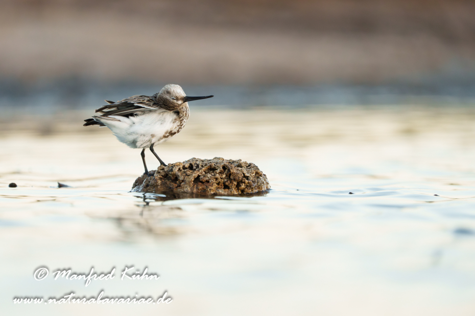 Strandläufer (Alpen-)_0198