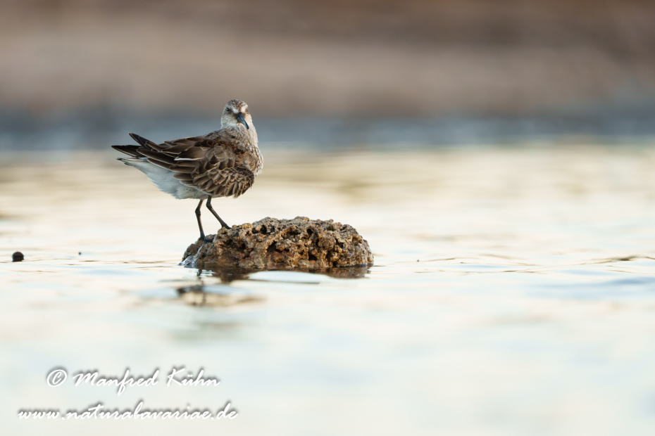 Strandläufer (Alpen-)_0200