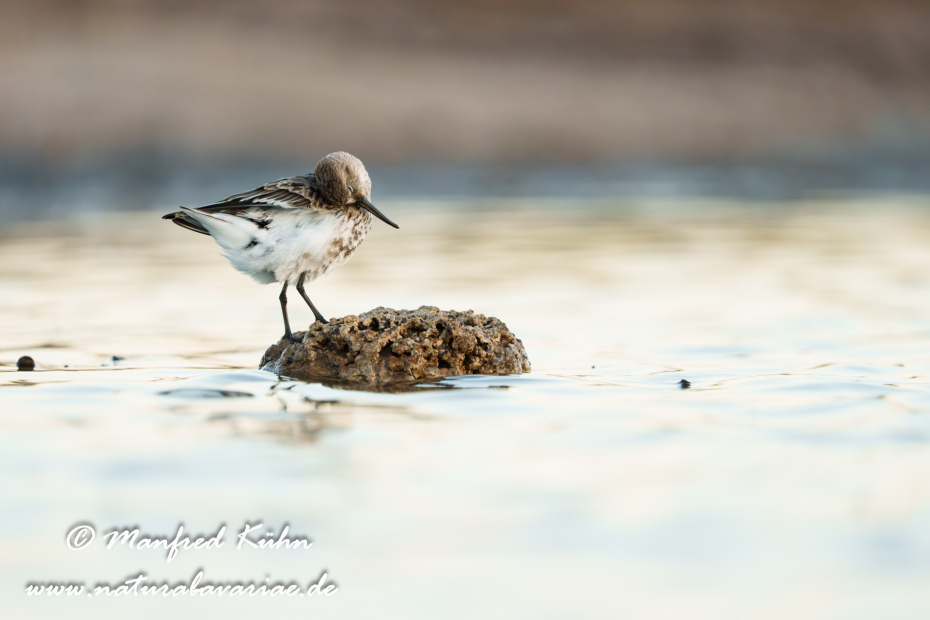 Strandläufer (Alpen-)_0202