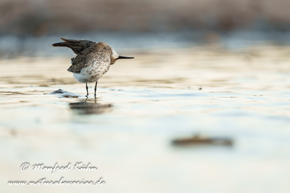 Strandläufer (Alpen-)_0203