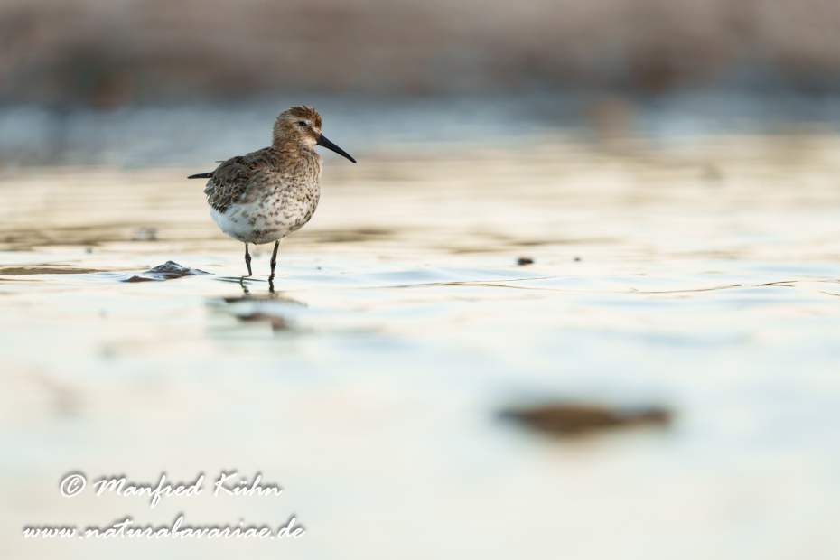 Strandläufer (Alpen-)_0204
