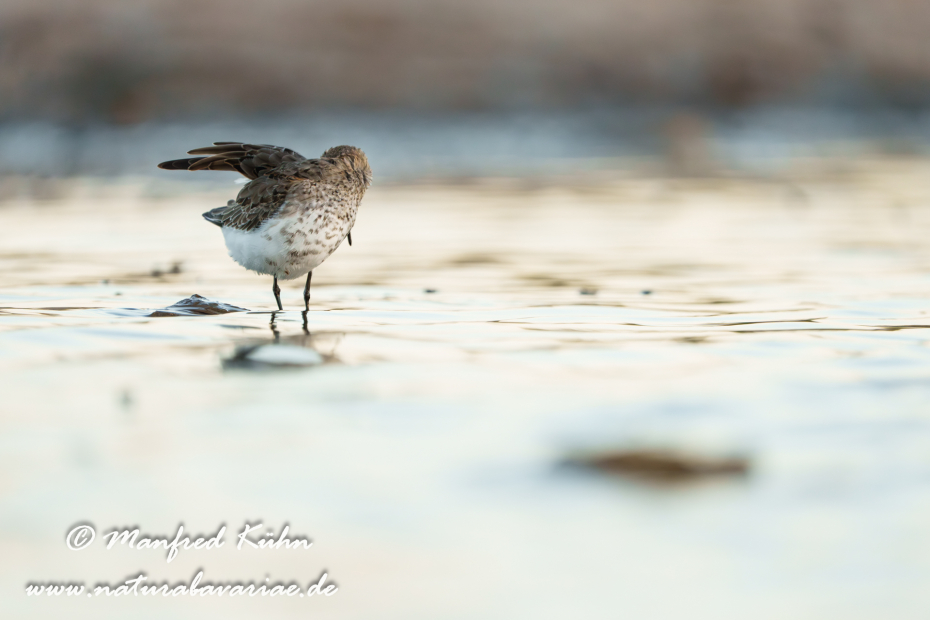 Strandläufer (Alpen-)_0207