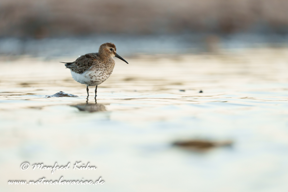 Strandläufer (Alpen-)_0208