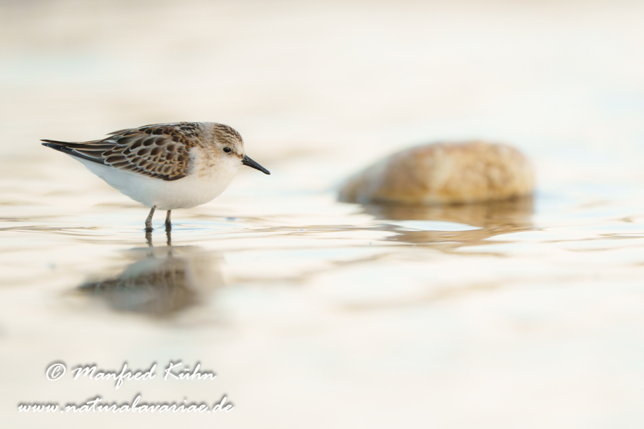 Strandläufer (Zwerg-)_0013