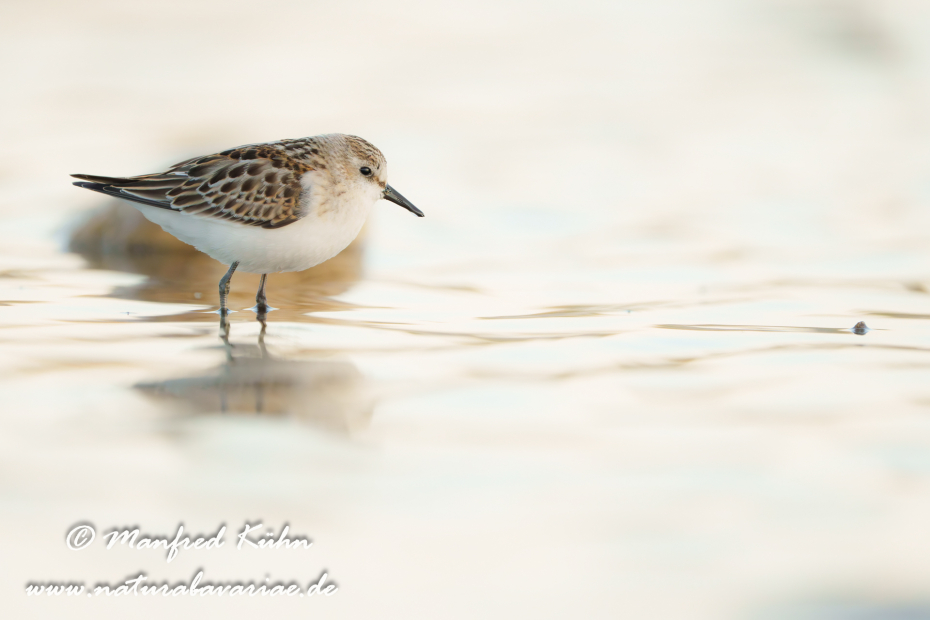 Strandläufer (Zwerg-)_0016