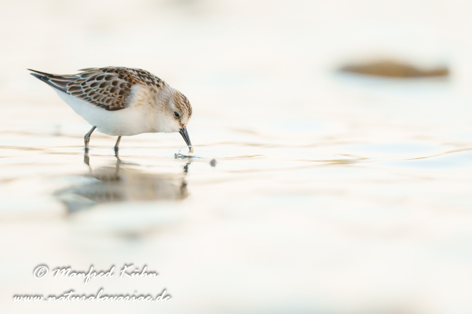 Strandläufer (Zwerg-)_0017