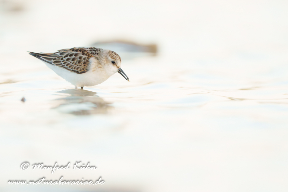 Strandläufer (Zwerg-)_0018