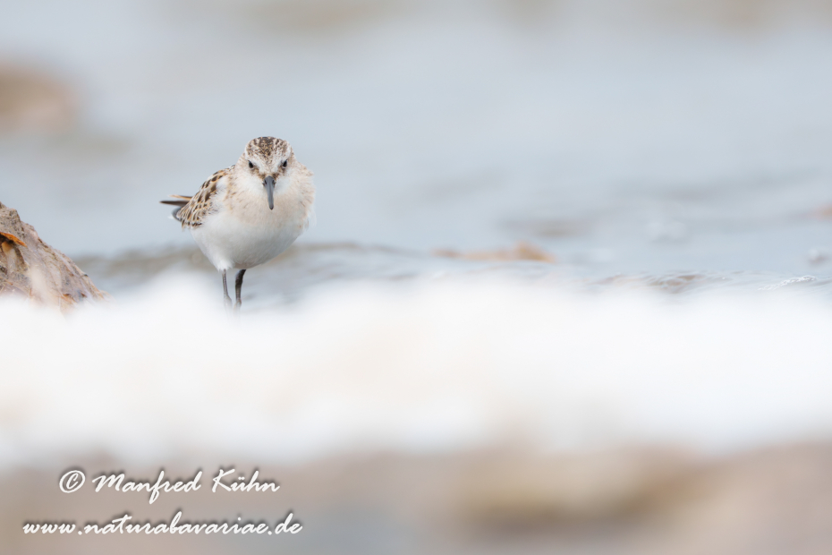 Strandläufer (Zwerg-)_0022
