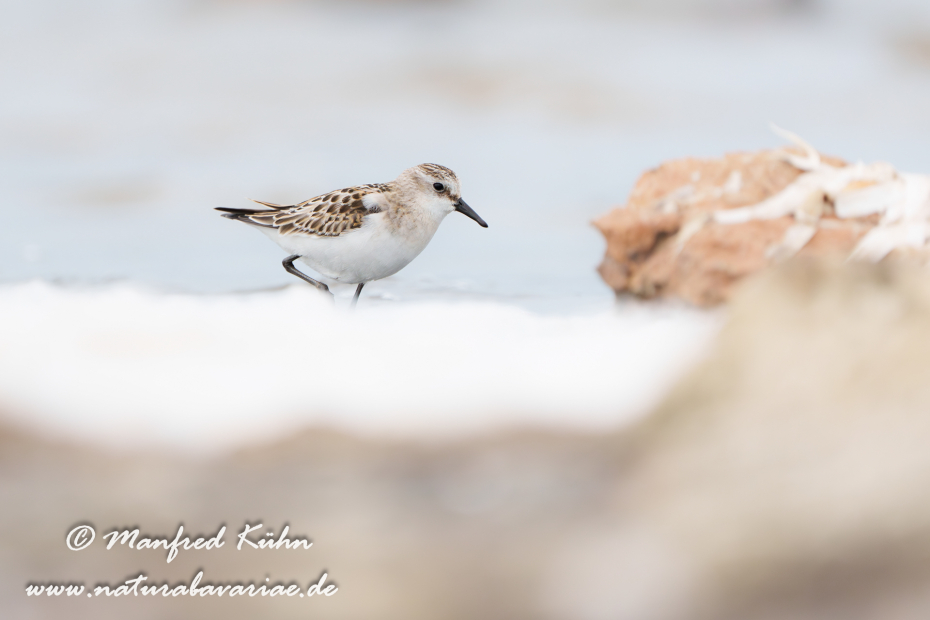 Strandläufer (Zwerg-)_0023
