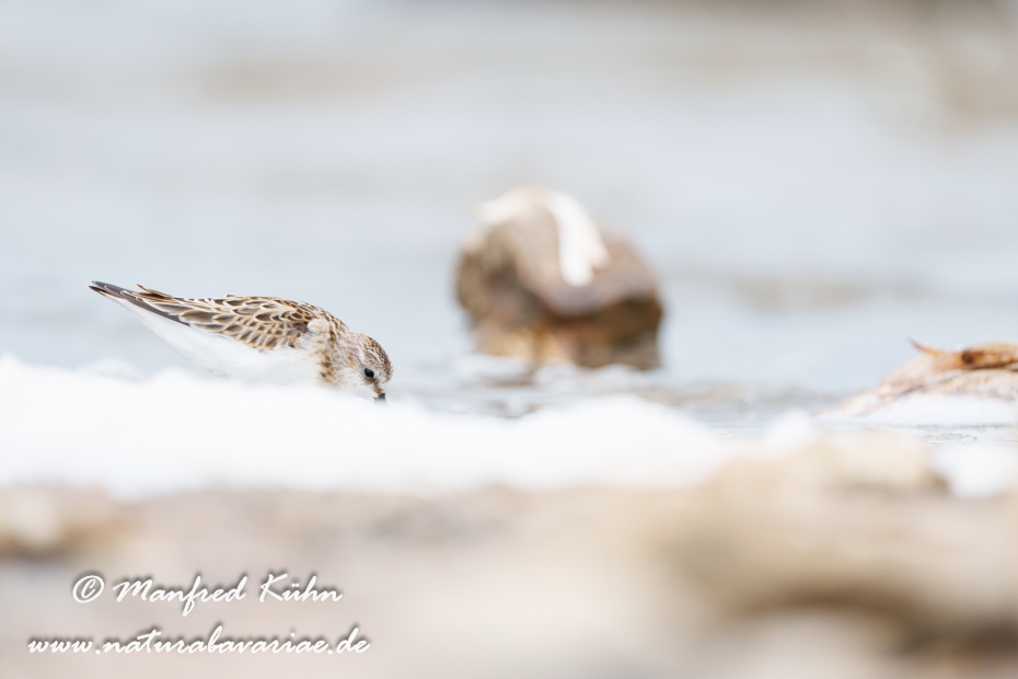 Strandläufer (Zwerg-)_0031