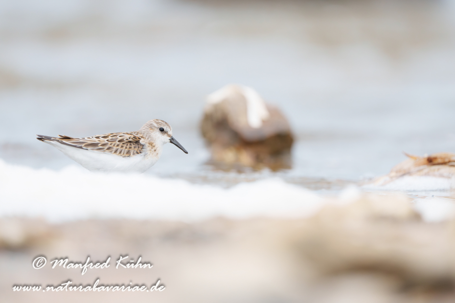 Strandläufer (Zwerg-)_0032