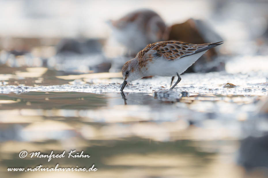 Strandläufer (Zwerg-)_0035