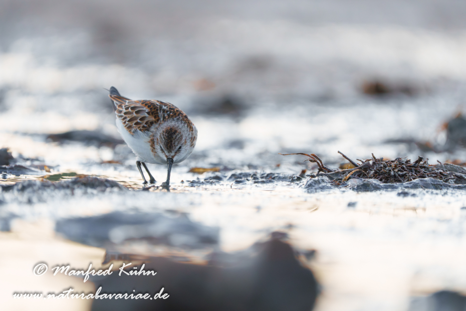 Strandläufer (Zwerg-)_0038