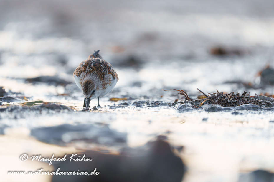 Strandläufer (Zwerg-)_0039