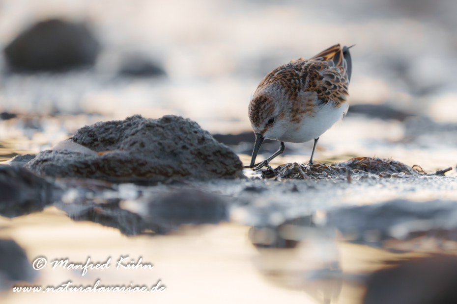 Strandläufer (Zwerg-)_0042