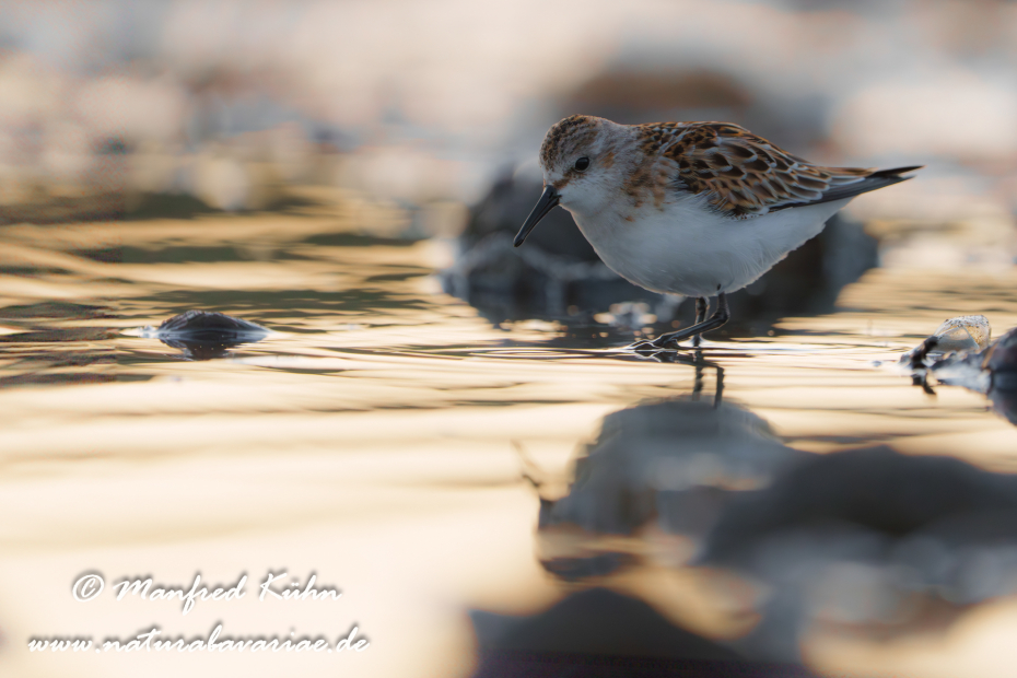 Strandläufer (Zwerg-)_0043