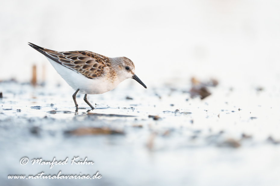 Strandläufer (Zwerg-)_0057