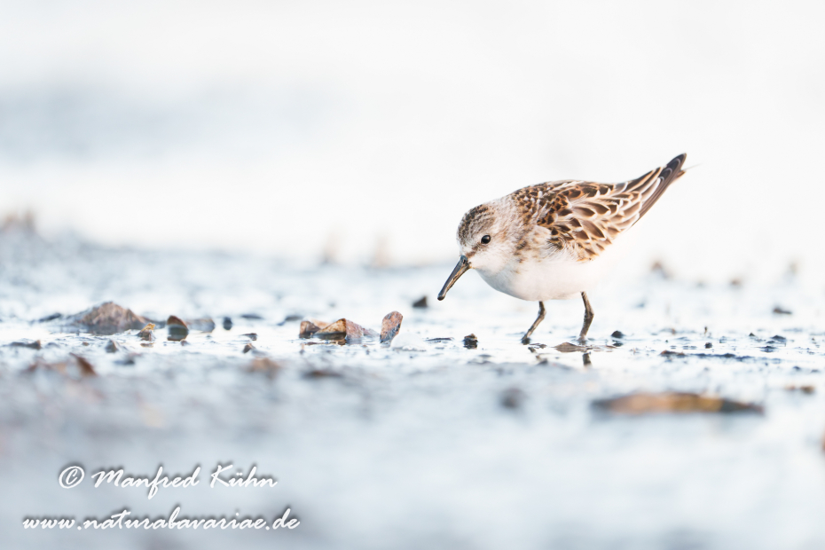 Strandläufer (Zwerg-)_0071