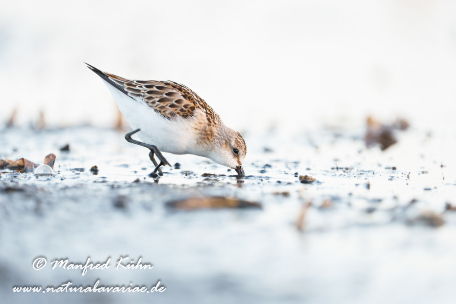 Strandläufer (Zwerg-)_0073
