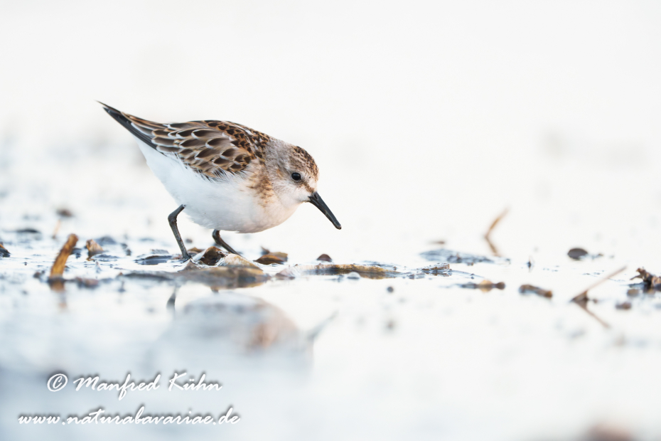 Strandläufer (Zwerg-)_0077