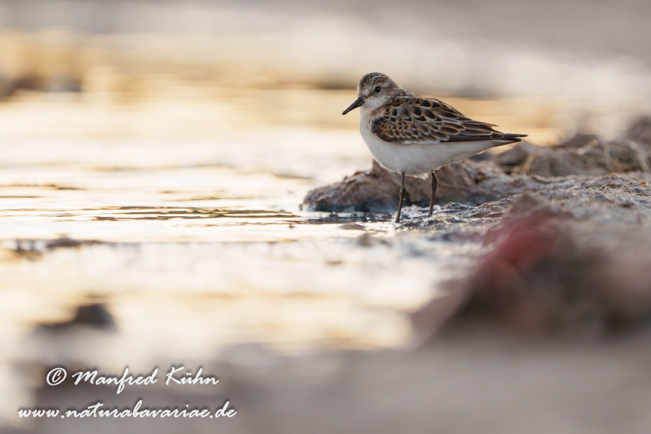 Strandläufer (Zwerg-)_0083