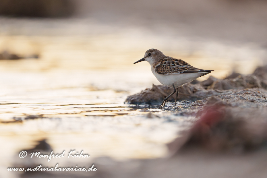 Strandläufer (Zwerg-)_0085