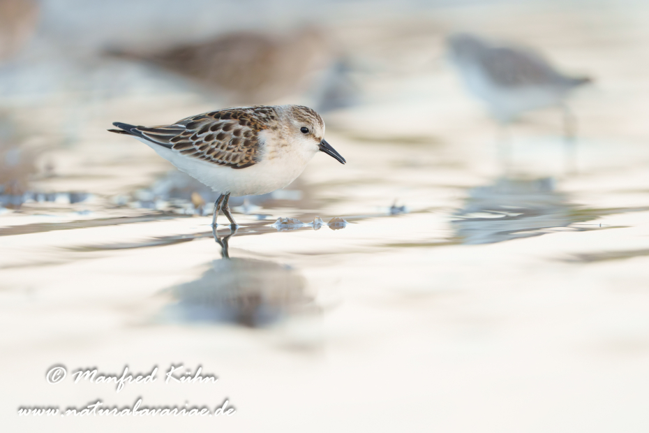 Strandläufer (Zwerg-)_0138