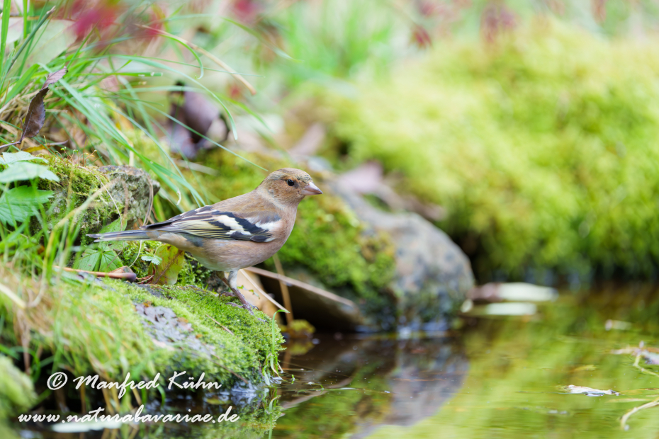 Buchfink ()_0117