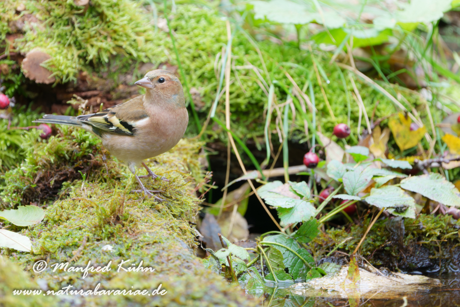 Buchfink ()_0126