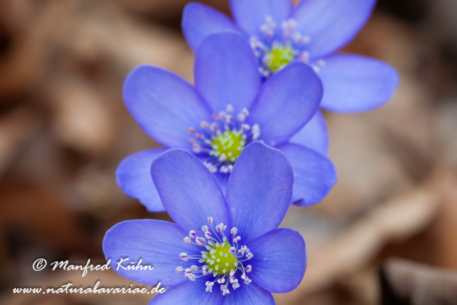 Leberblümchen ()_0002