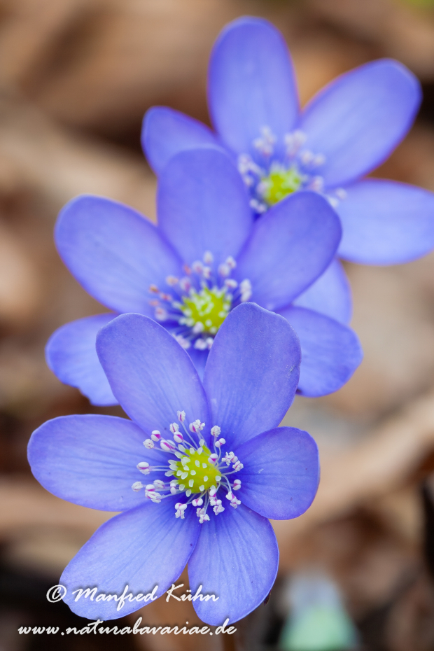 Leberblümchen ()_0003