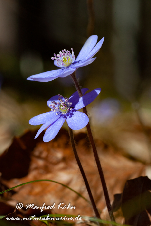 Leberblümchen ()_0005