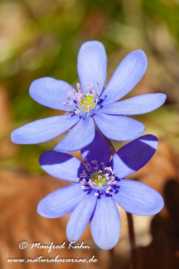 Leberblümchen ()_0006