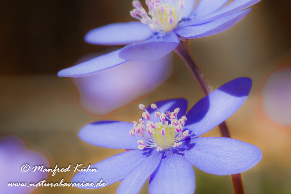 Leberblümchen ()_0009