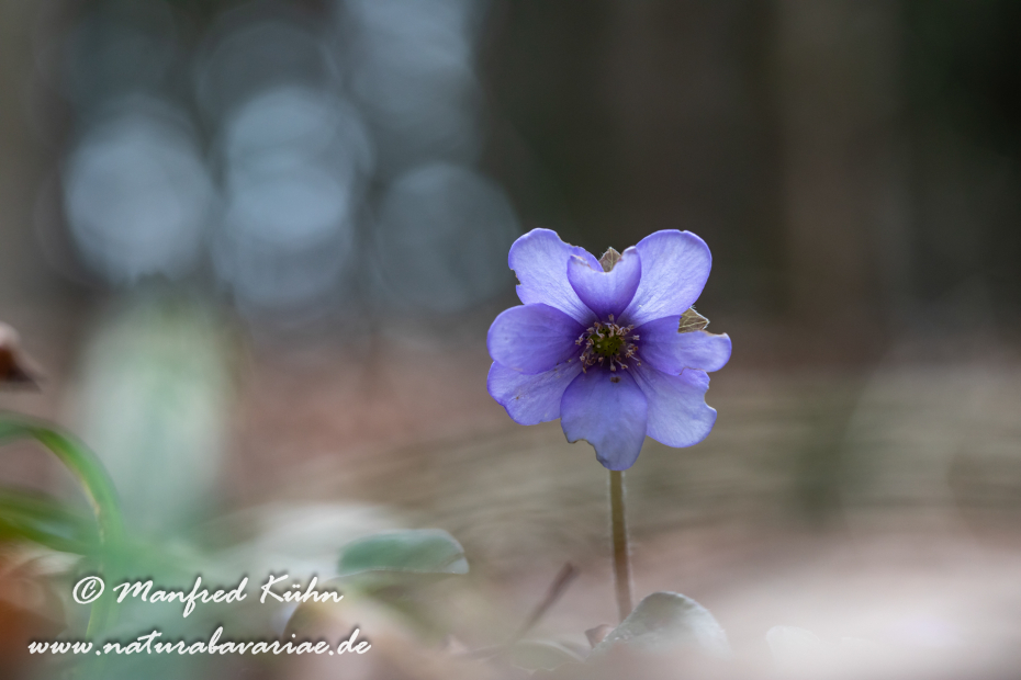 Leberblümchen ()_0023