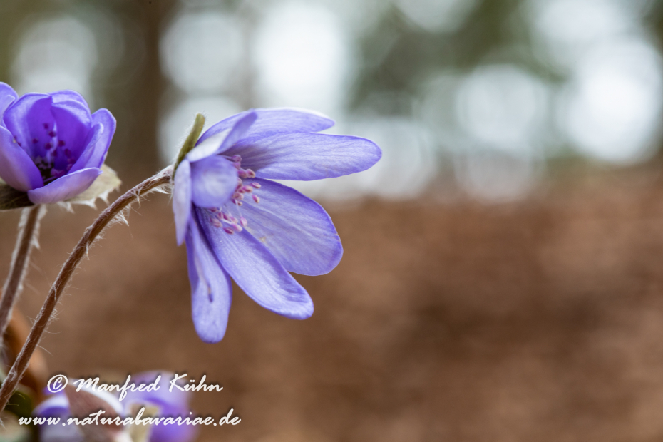 Leberblümchen ()_0035