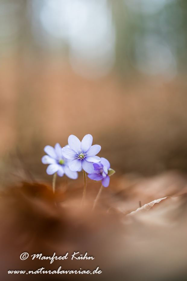 Leberblümchen ()_0044