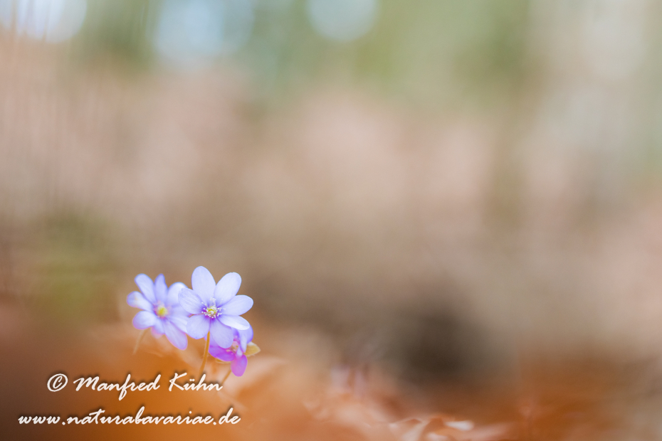 Leberblümchen ()_0050