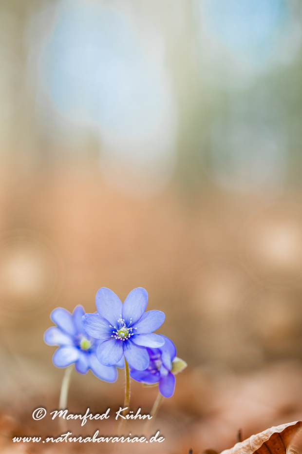 Leberblümchen ()_0051