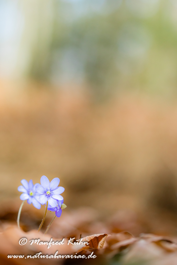 Leberblümchen ()_0056