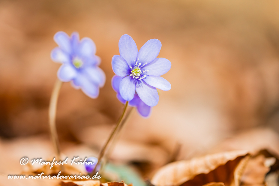 Leberblümchen ()_0058